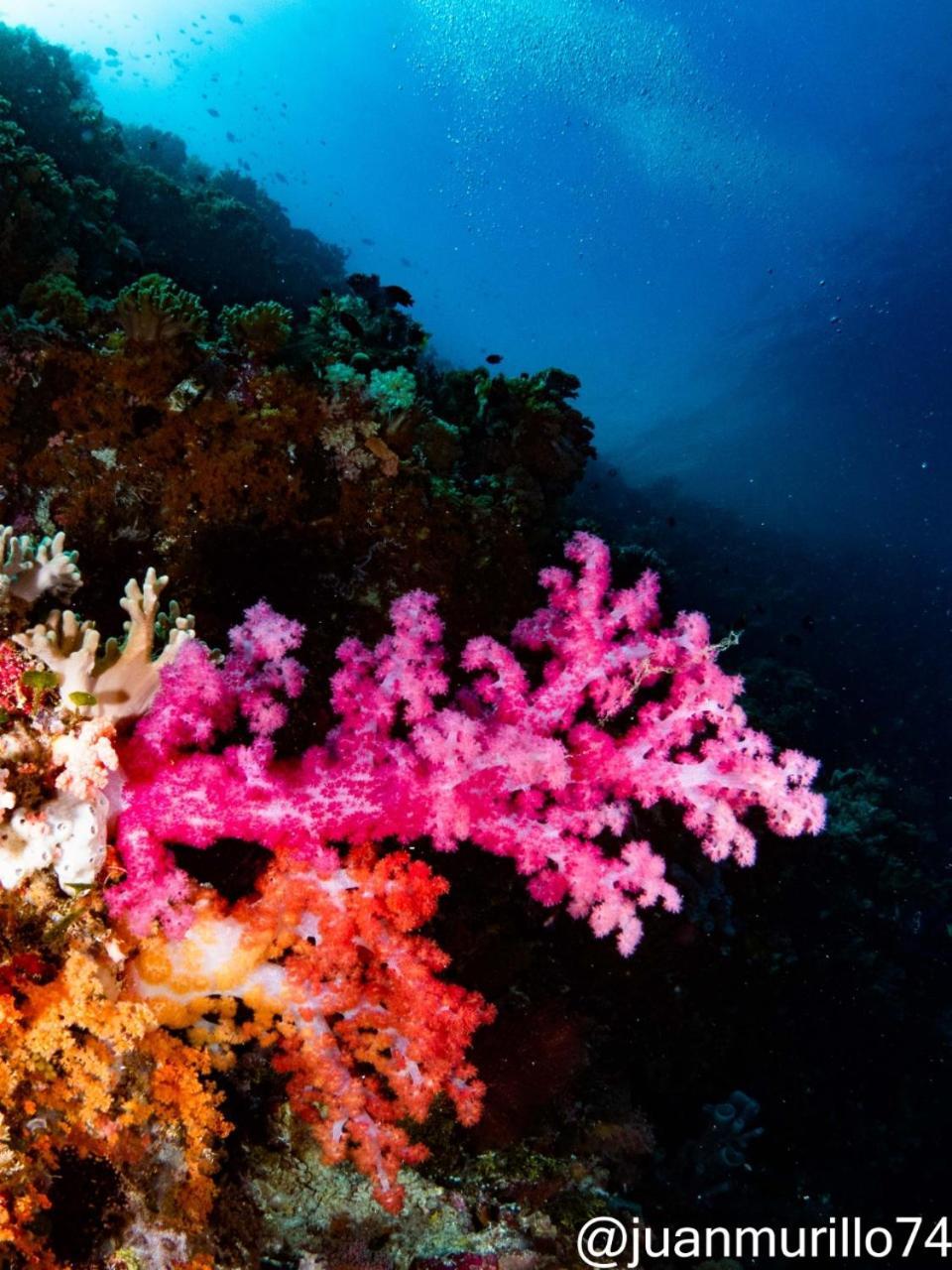 Marind Dive Eco Resort Waha Buitenkant foto