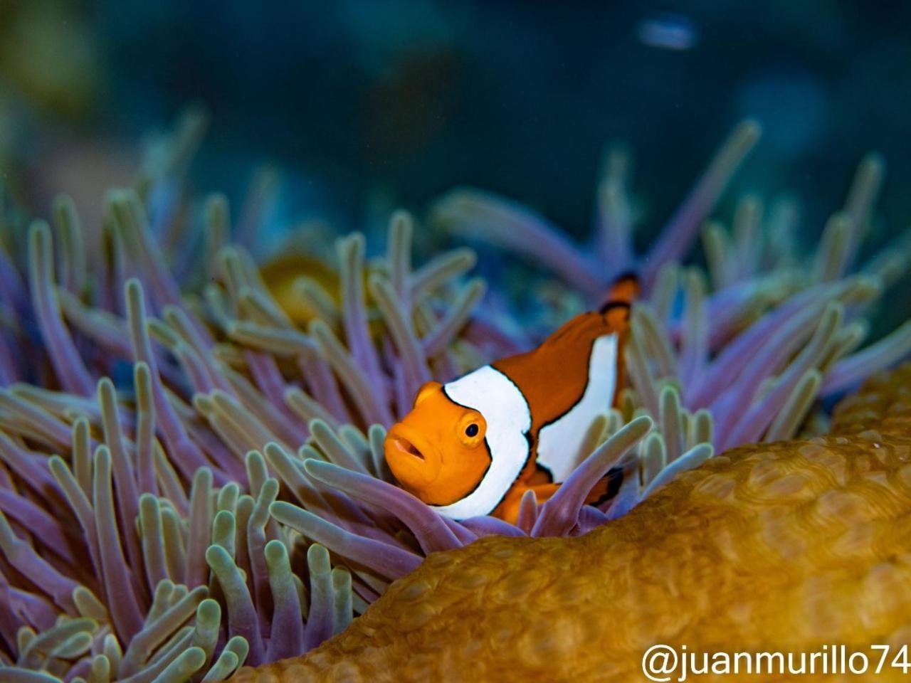 Marind Dive Eco Resort Waha Buitenkant foto